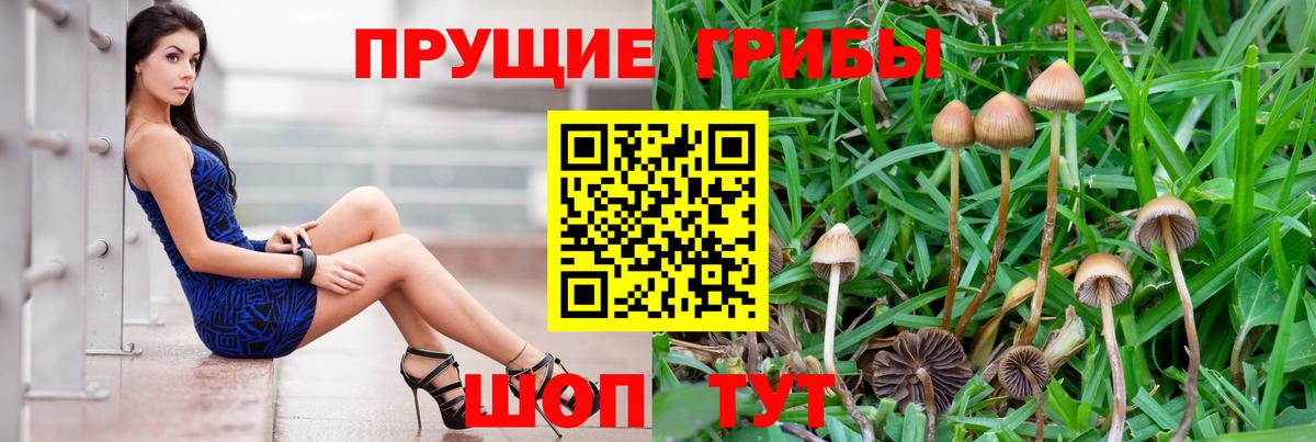 Гусь-Хрустальный  Псилоцибиновые грибы GOLDEN TEACHER  Вход с VPN 